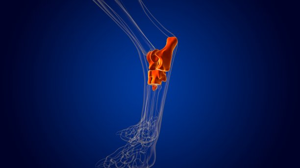 tibia