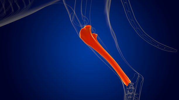 tibia