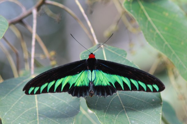 ornithoptera