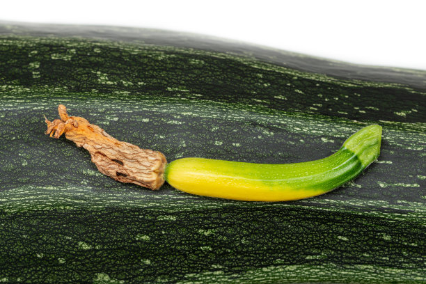 courgette