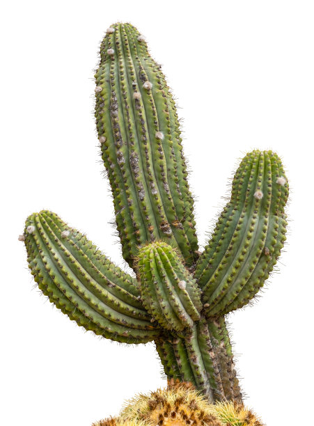 saguaro