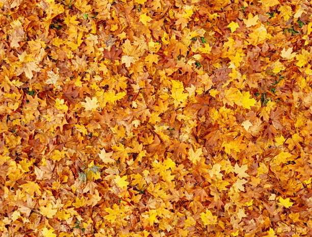 多彩秋季枫叶无缝图案