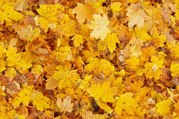 多彩秋季枫叶无缝图案