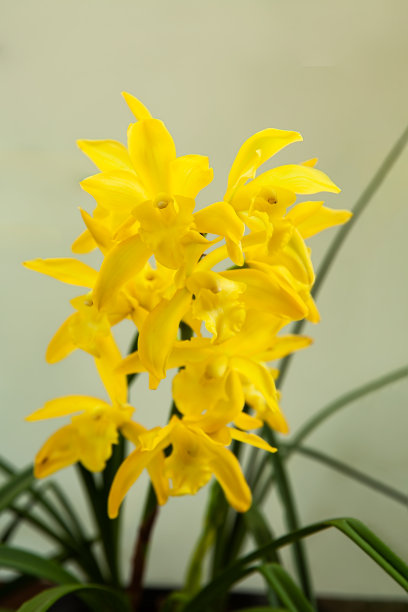 cymbidium