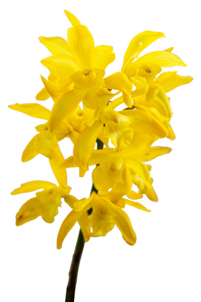 cymbidium