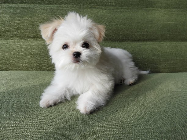 canis