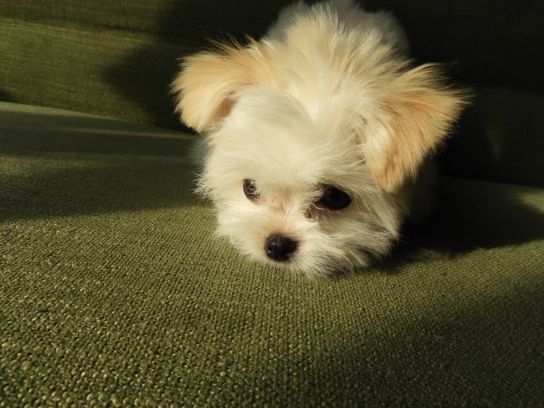 canis