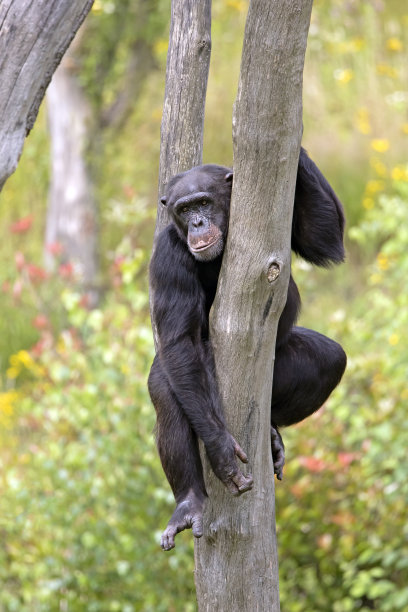 ape