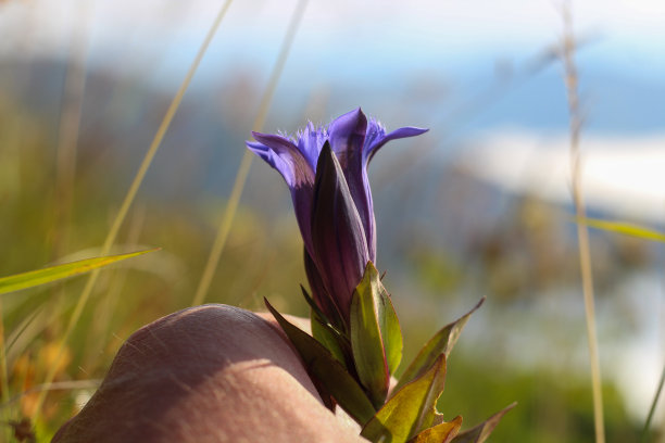gentian