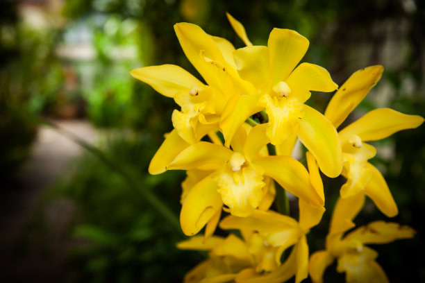 cymbidium
