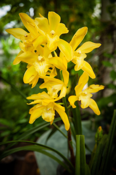 cymbidium