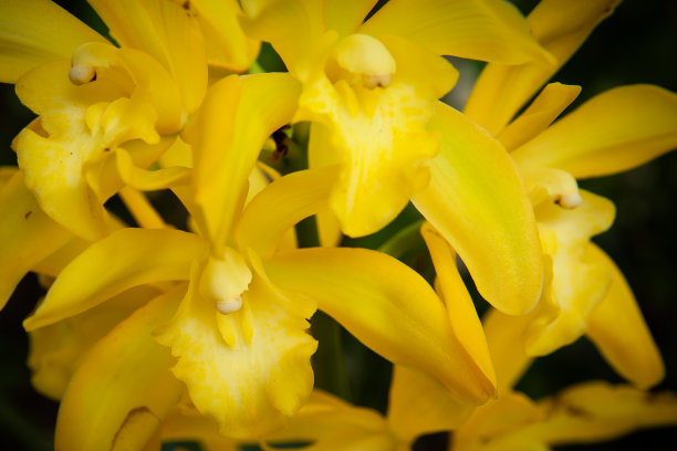 cymbidium