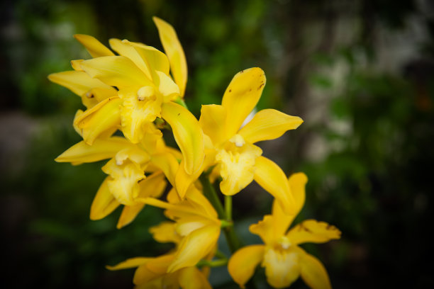 cymbidium