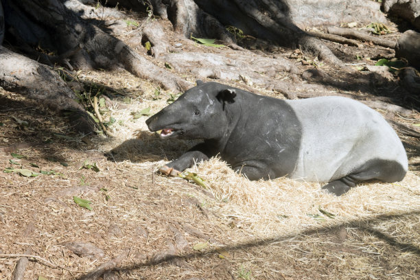 tapir