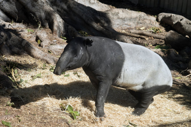 tapir