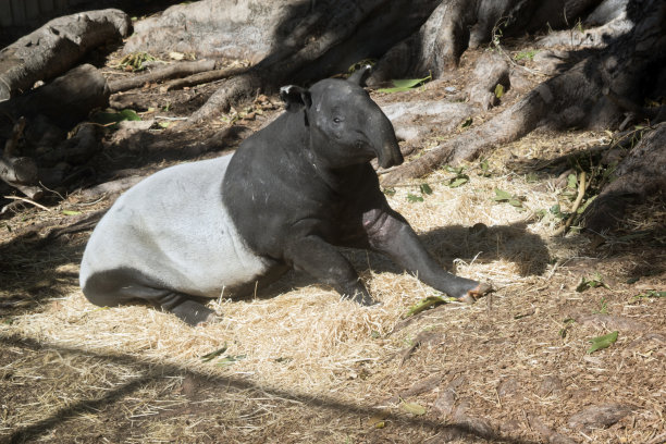 tapir