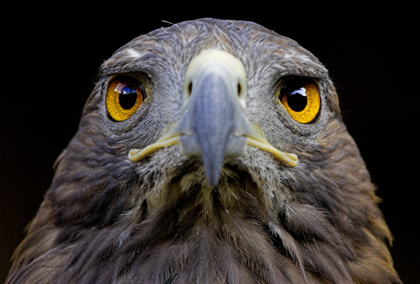 stare