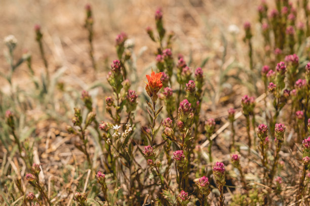 hawkweed