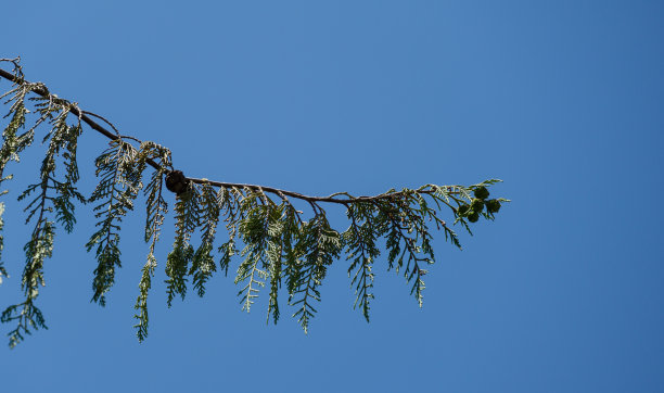 drooping