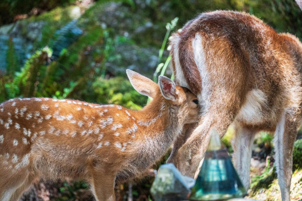 doe