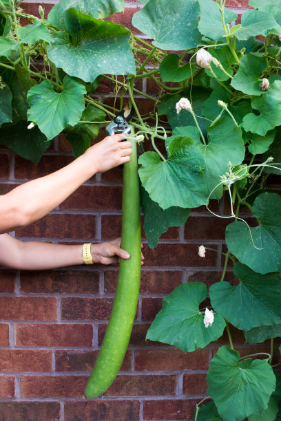 courgette