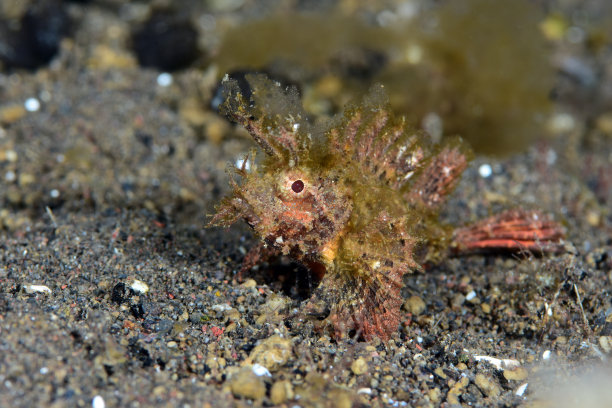 pterois