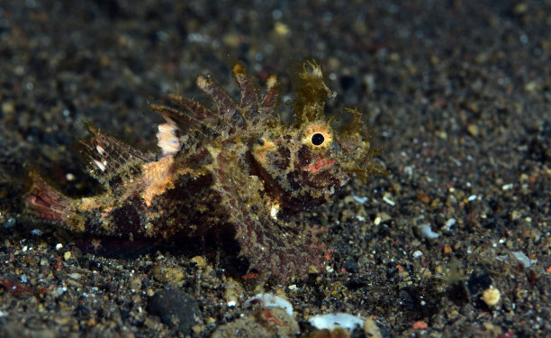 pterois