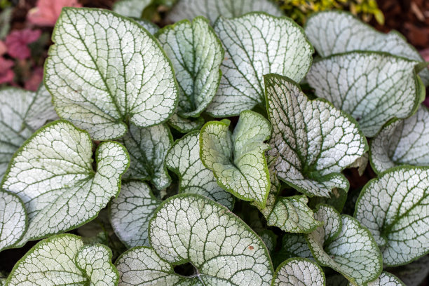 brunnera