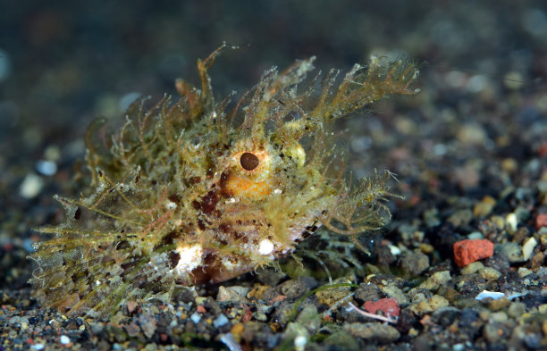 pterois