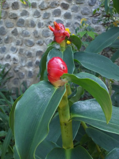 costus
