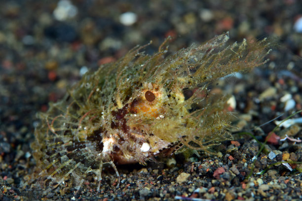 pterois