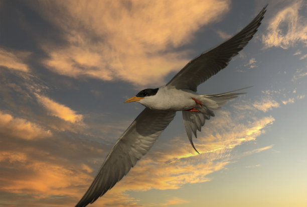 tern