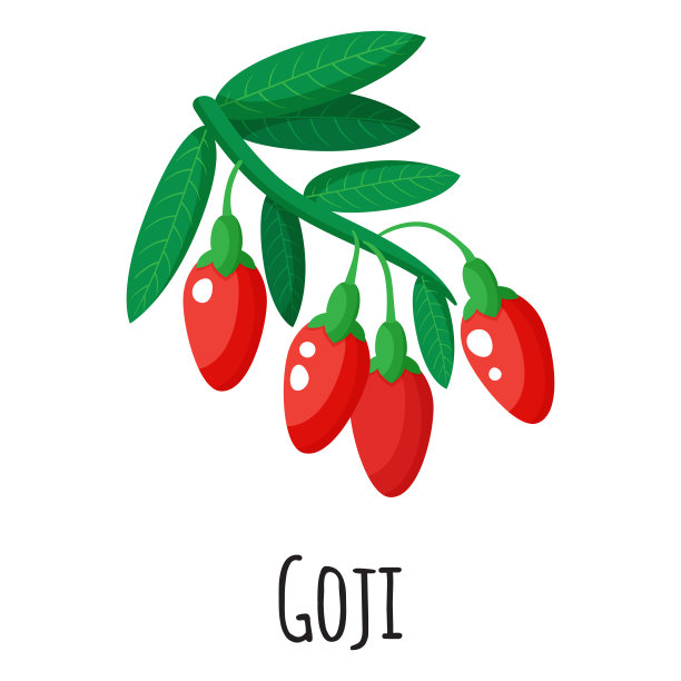 矢量枸杞