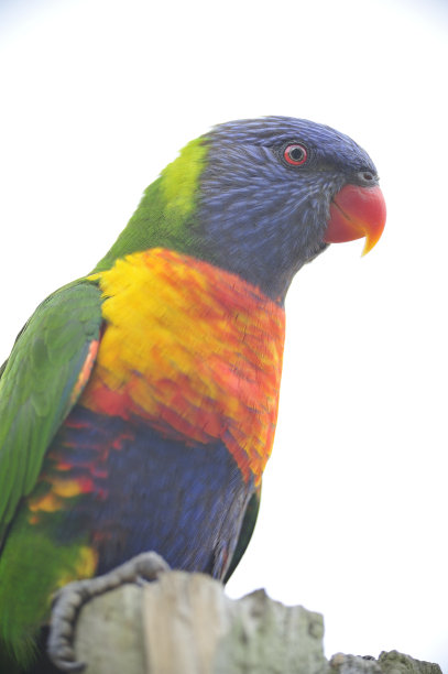 lorikeets