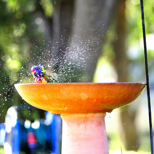 lorikeet