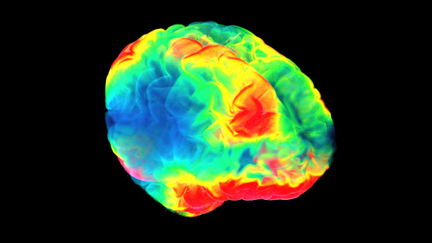 cerebrum