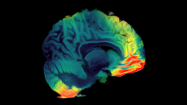 cerebrum