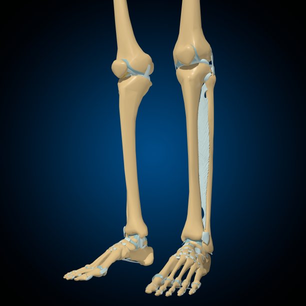 tibia