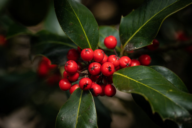 holly