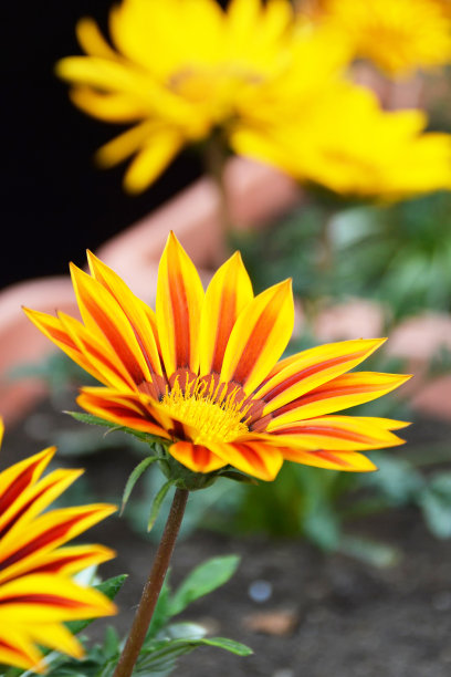 橙红色花朵条纹背景图案
