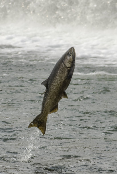 salmo