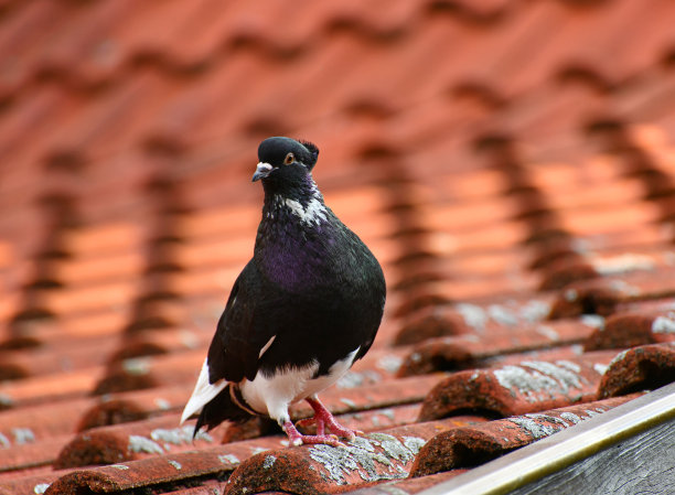 preen