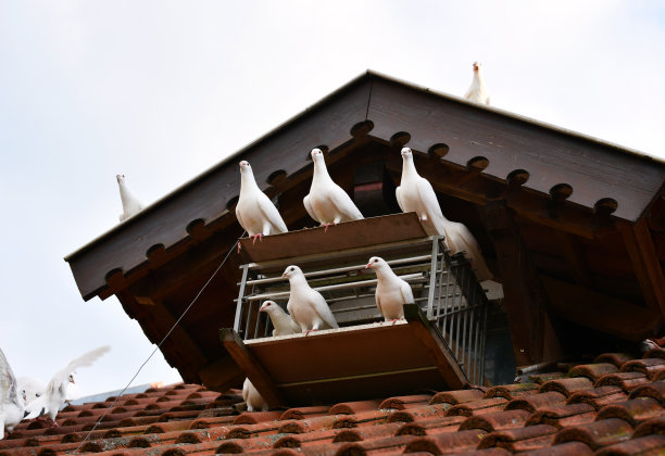preen