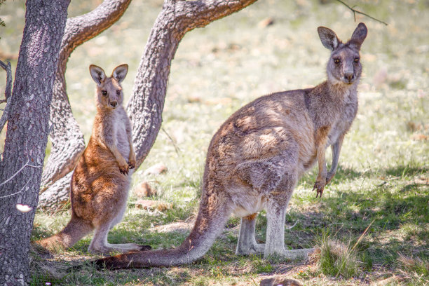 wallaroo