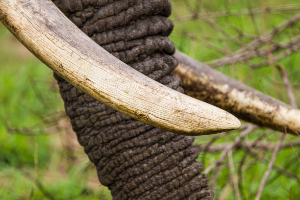 ivory