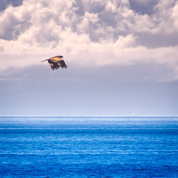 hawk