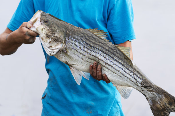 bass