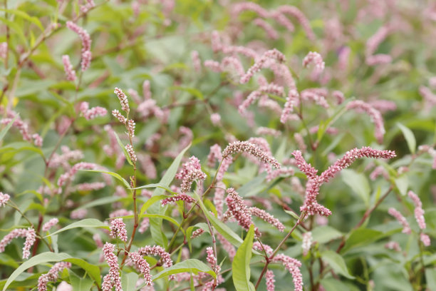 polygonum