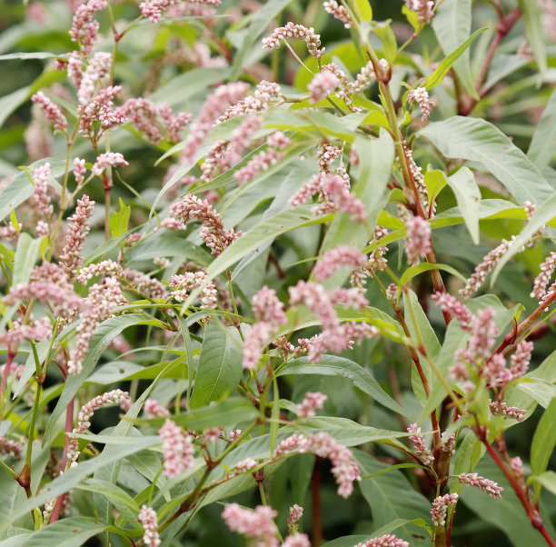 polygonum