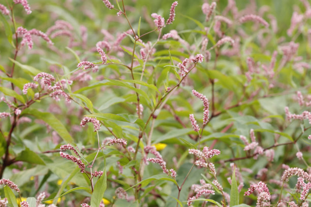 polygonum